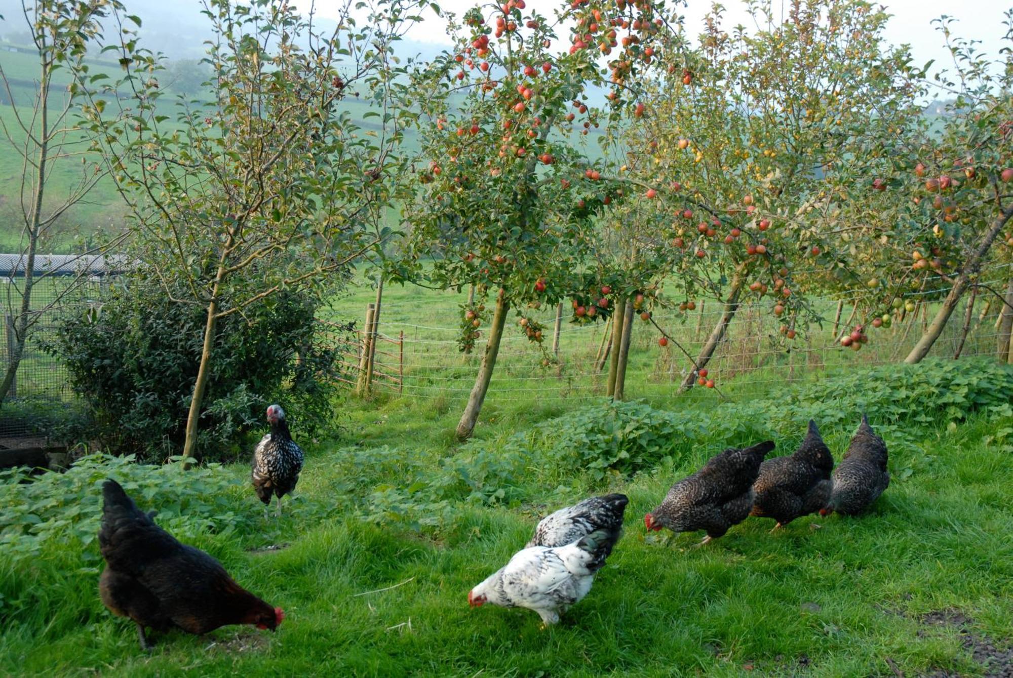 T'S At Lower Rudloe Farm Guest House Corsham Luaran gambar